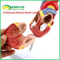 HEART02(12478) New Medical Anatomical Heart Model in 2 Parts, Anatomy Models > Heart Models